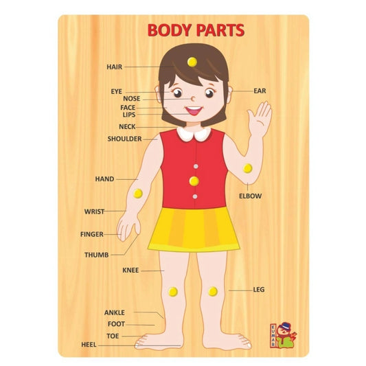 Clasymist Body Parts | Wood | Educational Toys | 3+ Years